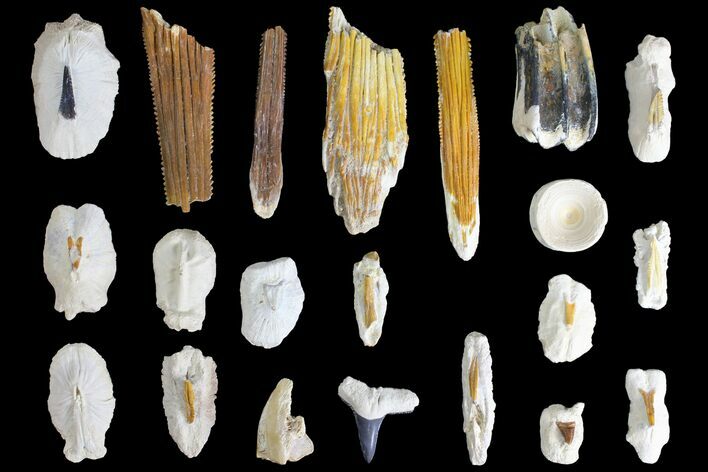 Miocene, Bone Valley Fossil Lot - Florida #137352